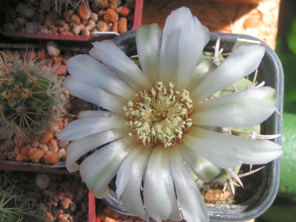 Gymnocalycium vatterii P 108 las Rabonas